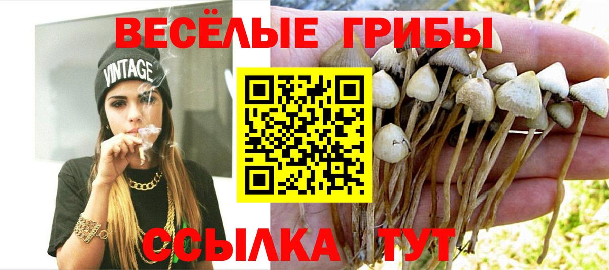 Мыски  Псилоцибиновые грибы Cubensis  Вход с VPN 
